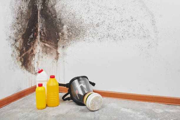 Best Professional Mold Removal  in Carver, MN