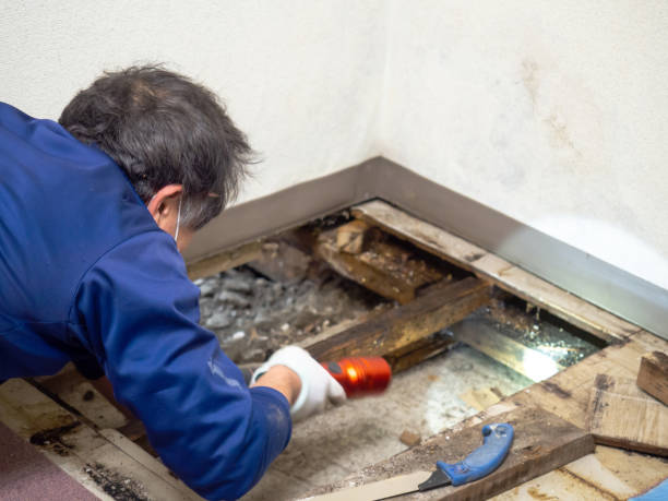 Best Local Mold Removal Service  in Carver, MN