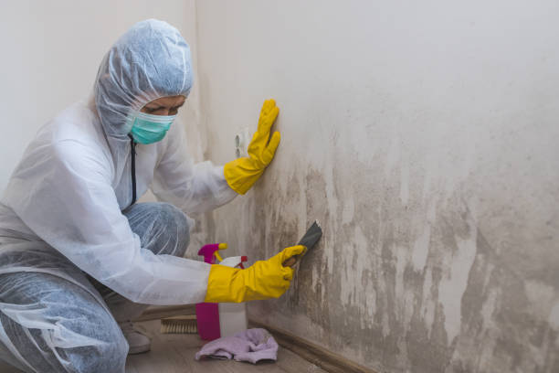 Best Attic Mold Removal  in Carver, MN